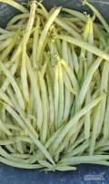 Kupię fasolke szparagowa żółta rwana ręcznie 5zl/kg