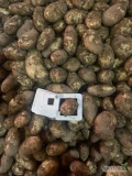 Sprzedam ziemniaki odmiany Jersey Royal, kaliber 48+, big bag lub carton box.