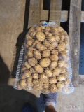 Sprzedam ziemniaki młode odmiany lenka colomba denar towar ładny szykowany pod zamówienia więcej informacji pod numerem 535591867