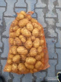 Witam dziś po południu kopię ziemniaki odmiana corina na wtorek  1000 worków do odbioru. Nawadniane ziemniaki ładny gruby towar.