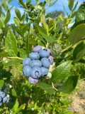 W okresie lipiec sierpień sprzedam borówkę amerykańską-odmiany Duke, Chandler, Bluecrop. Dorodne owoce z młodej plantacji - szacunkowo...