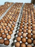 Oferuje jaja konsumpcyjne w ilościach paletowych (klatkowe). 
