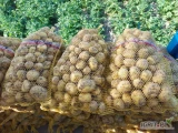 Ukopie na zamówienie ziemniaki Colombo, Riviera, Denar, towar świeży i gruby. Możliwy transport. Więcej informacji pod nr tel 697631392