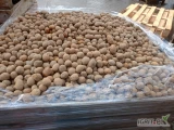 Sprzedam ziemniaki VOLUMIA rok po centrali