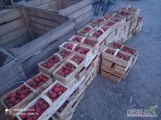 Sprzedam ok 100 łubianek truskawek odmiana rumba cena za lubianke 15 zl