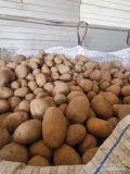 Sprzedam ziemniaki żółte Belmonda w worku szytym 15kg lub w bb