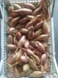 Sprzedam nasiona szalotki Aggregatum Lorient, Laval i cassandre szalotki figaro i zebrune.
