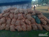 Sprzedam ziemniaki paszowe zworkowane 5 ton . 30 gr kilogram.