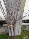 Szkółka Drzewek Owocowych oferuje do sprzedaży drzewka jabłoni dwuletnie z koronką w cenie jednorocznych:

