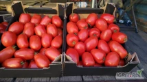 Sprzedam pomidor odmiany dyno,  możliwość naszykowania w dowolne opakowanie, z możliwością dowozu. Uprawa spod osłon. 