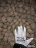 Sprzedam ok 2 tony  ziemniaki jadalne odmiana Madelaine kaliber 30-45 jak  na zdjęciach 