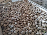Sprzedam ziemniaki kal. 35-50 mm, ok. 700 kg GALA oraz 900 kg VINETA. Cena do uzgodnienia.