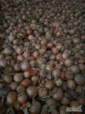 Sprzedam cebule na obieranie kal 45-90 ilość około 50 ton