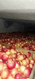 Sprzedam 117 skrzyń jabłka Idared towar z przechowalni w bardzo dobrej kondycji 7 w plusie 