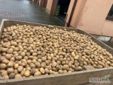 Sprzedam ziemniaka odmiany Soraya, kaliber 3,5-5 cm, ilość 5 ton, zainteresowanych zapraszam do kontaktu pod numerem telefonu: 600 265...
