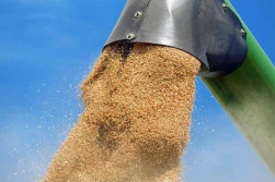 Mniejszy eksport zbóż niż przed rokiem