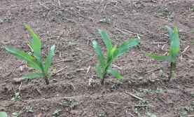 Systemy uprawy roli pod kukurydzę