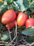 Sprzedam pomidora gruntowego dyno w dużych ilościach. Cena  zależna od jakości  i  ilości towaru. 
