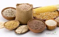 Skup : Pszenżyto , żyto , jęczmień , pszenica , kukurydza, Odbiór z miejsca , szybka zapłata 697000006