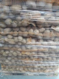 Ziemniaki Gala z chłodni szczotkowane w worku szytym 2,5kg 5,10,15kg. 