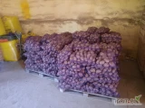 Sprzedam ziemniaka belarosa gruby kaliber zdrowy bez parcha. Spakowanych jest 140 workow x 15 kg.

