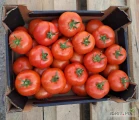 Sprzedam pomidor czerwony BBB, BB oraz B. Ilości tirowe i paletowe.