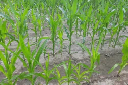 KALTOR, KINGSLEY, KINKEL – nowe herbicydy do powschodowego zwalczania chwastów w uprawie kukurydzy