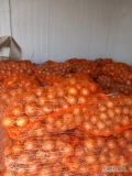 Sprzedam cebule kal.45-80,  pakowana w worki, bigbag  lub luz, możliwy transport na terenie całego kraju