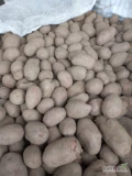 Witam kupię ziemniaki jadalne żółte Kal 0 50 plus tylko w big beg -u ładne wizualnie dobrze odebrany z jasnej ziemi np. Gala, Lili,...