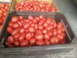 Witam sprzedam pomidor polny cena opakowanie pod nr telefonu 537243405 