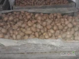 Sprzedam ziemniaki odmiana tajfun. Ilość: ok.5 ton, kaliber 4.5-6.
