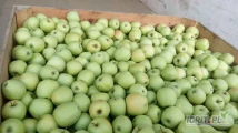 SPRZEDAM jabłko z chłodni za wagę w skrzyni: GOLDEN delicious 65+, ilości TIROWE. Jabłko czyste bez gradu. Poniżej zdjęcie...