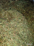Rutwica lekarska ziele ponasienne ok 350kg