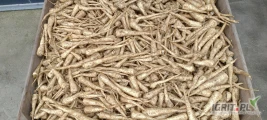 sprzedam pietruszke z chłodni odmiana arat kopana przed mrozami jesienia ,kopana recznie
