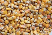 Sprzedam kukurydzę suchą ze zbiorów 2023 . Kukurydza pochodząca z własnych zbiorów , nie ze skupu . DON poniżej 2000 . Suszona...