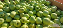 Sprzedam jabłko z komory + Smart Fresh GOLDEN DELICIOUS kal. 65+ w skrzyniopaletach. Ilości tirowe. Cena 1.7 zł za kg. 