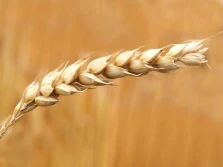 PKO BP: jakie perspektywy dla zbóż w najbliższych miesiącach?