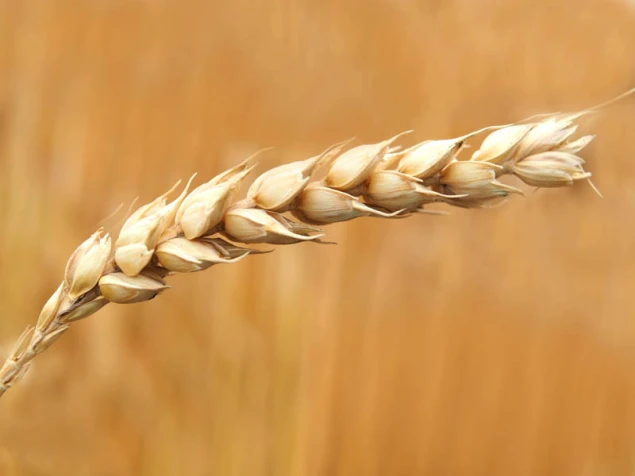 PKO BP: jakie perspektywy dla zbóż w najbliższych miesiącach?