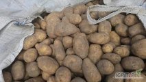 Witam zakupie ziemniaki jadalne 45+/50+/60 + w luzie lub bigbag ilość minimalna 22 t ziemniak żółte zainteresowanych zapraszam 