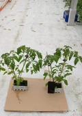 Sprzedam sadzonki ( 2 sadzonki w kostce lub 1) pomidora szklarniowego odmiany Tomimaru Muchoo. Sadzonki własnej produkcji przeznaczone na...