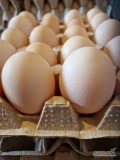 Sprzedam jaja konsumpcyjne od kur Isa Tinted I Isa Brown w rozmiarze 2B, 2A, 1B,1A. Posiadam możliwość transportu jajeczek.