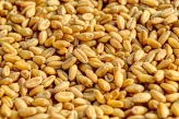 Sprawdź USDA nie przewiduje mniejszych zbiorów pszenicy w UE w księgarni igrit