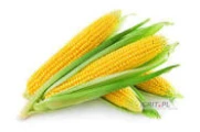 Sprzedam duże ilości suchej kukurydzy z nowych zbiorów !