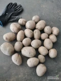Sprzedam ziemniaki Gala kaliber 4.5+ worek 15kg szyty ilość 50 ton. 