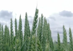 Odmiana a technologia uprawy pszenicy