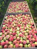 Witam. Sprzedam PIROSA dziś I jutro rwany ilość tirowa jabłko ładnie wybarwione czyste. Więcej info 665095988