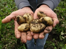 Kołodziejczak: wystąpiłem o przyspieszenie zdjęcia ograniczeń eksportu polskich ziemniaków
