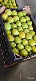 Dzień dobry. Firma PHU "POL-ROM" kupi jabłka Golden naszykowanego w karton po 13 kg (możemy dostarczyć opakowanie), kaliber 70+ , kolor...