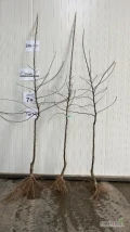 Do sprzedania dwuletnie drzewka Idared na M9, jakość 7+ i 4-6 rozgałęzień.

