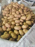 Sprzedam ziemniak młody 40+, jakość bardzo dobra, ilość 22 tony, Big Bag
